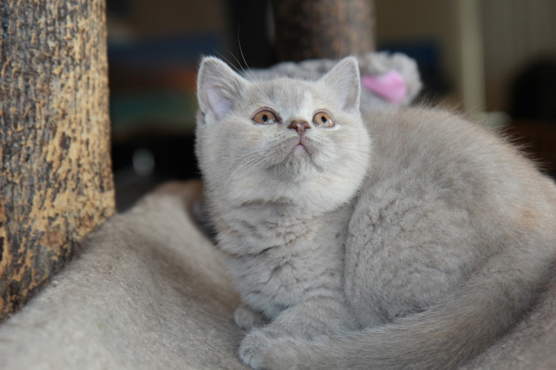 Welcome To Brigattos Cattery, Located In Illinois, USA And Specializing ...