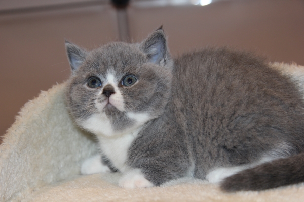 Pictures and information about british shorthair kittens for sale from ...