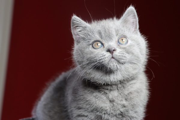 Pictures and information about british shorthair kittens for sale from ...